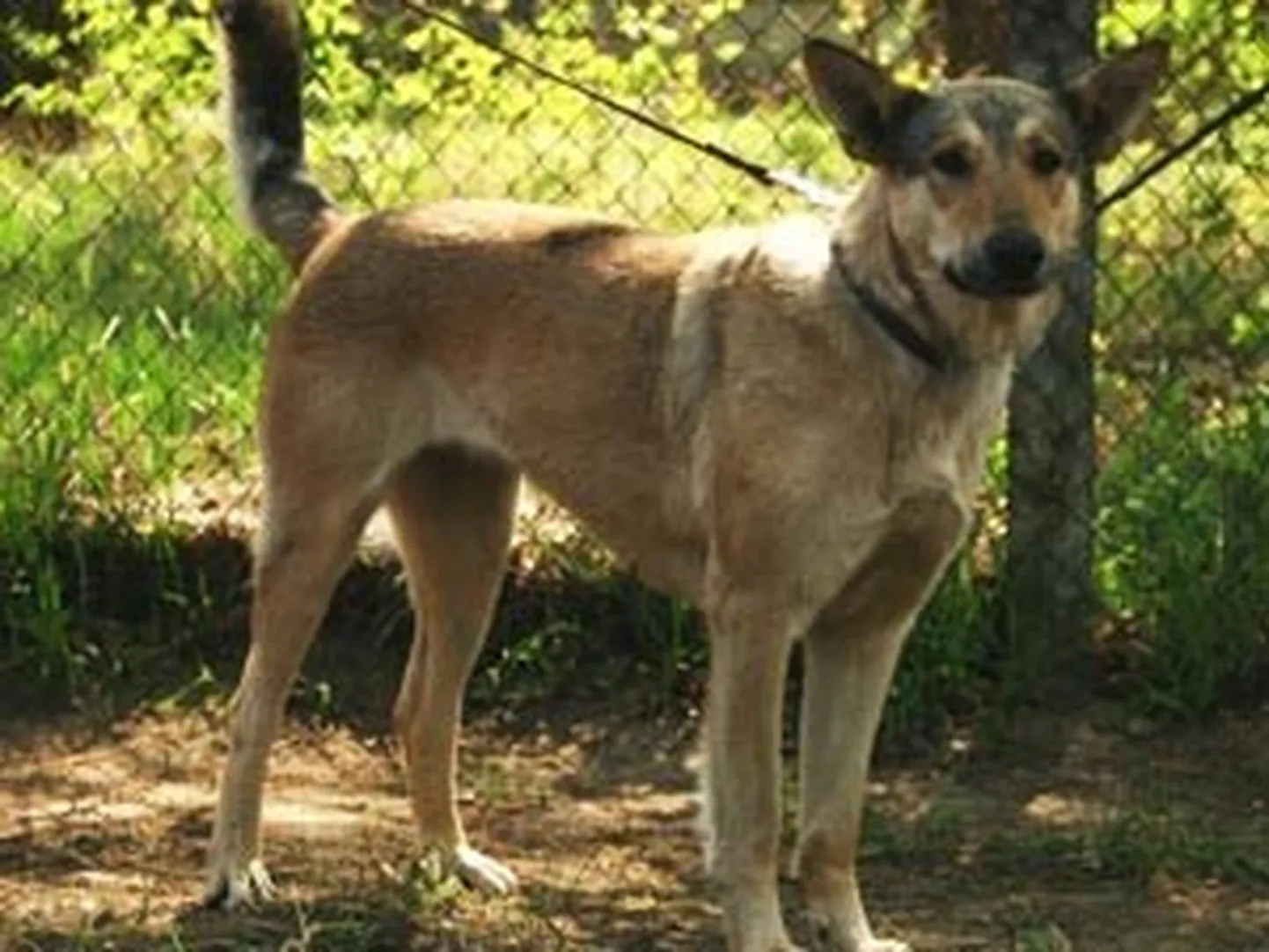 Raksta foto