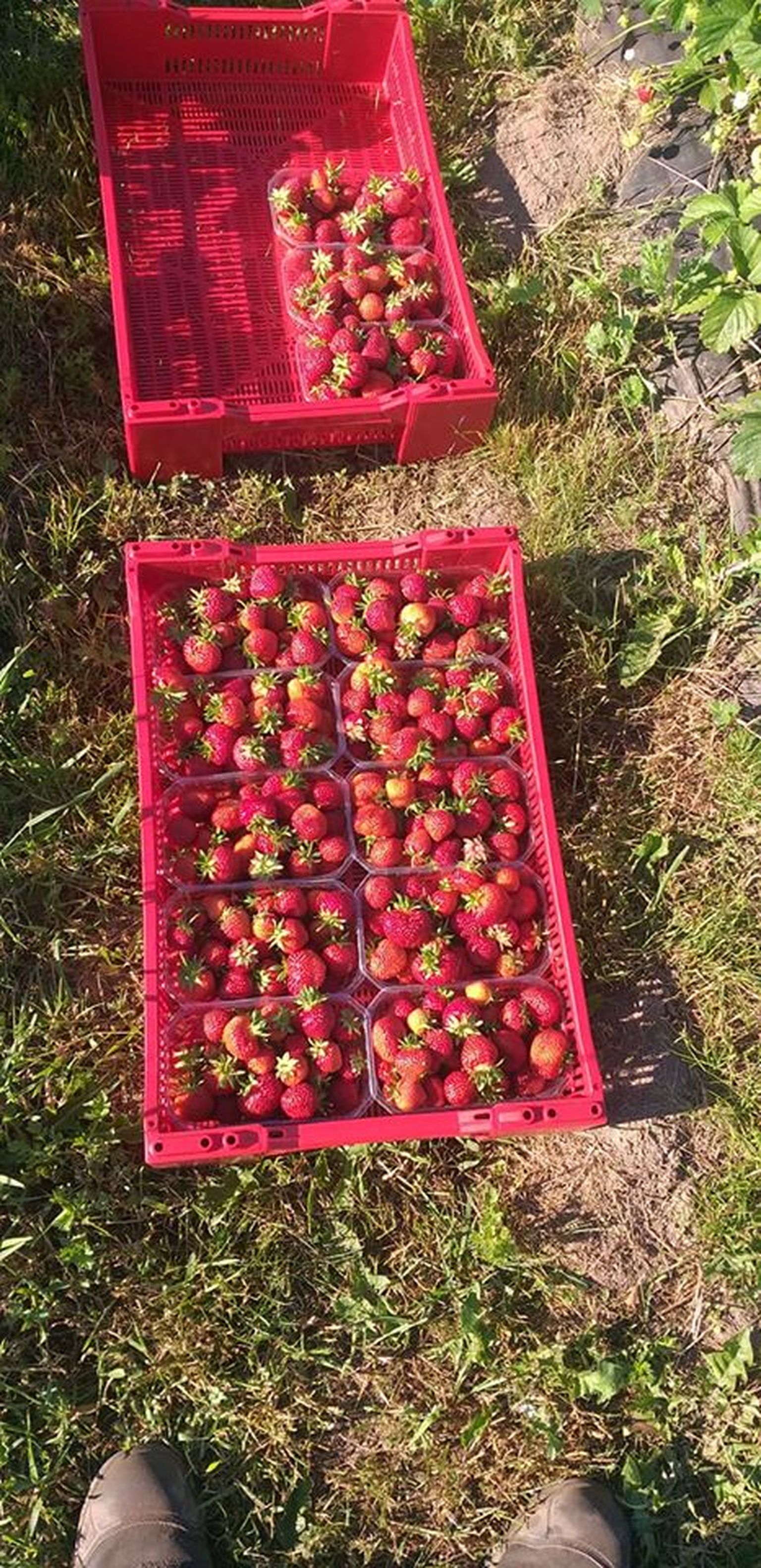 Värsked Järvamaa maasikad on turgudel müügiks.
