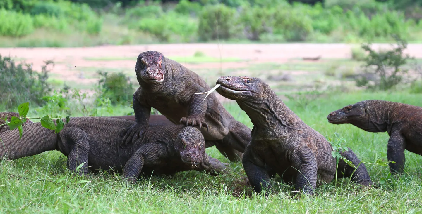 Komodo varaanid.