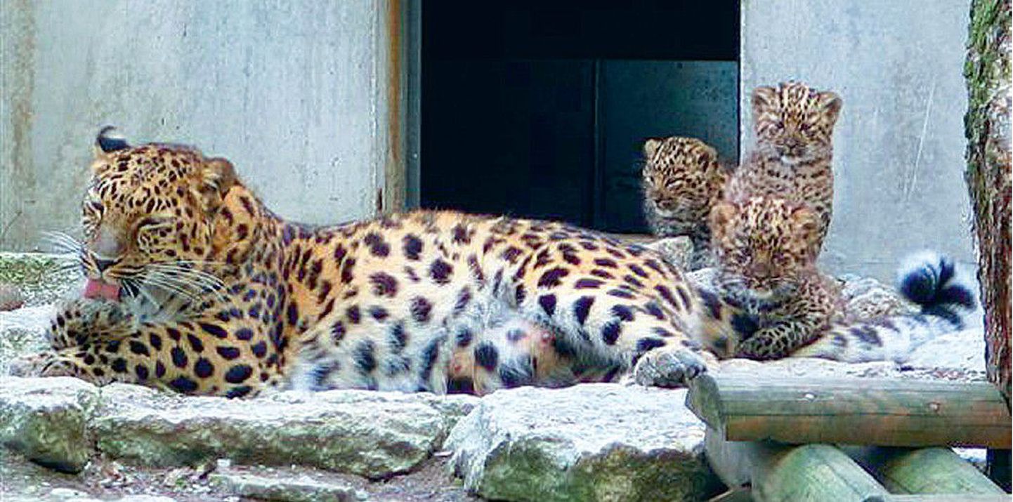 Amuuri leopardi ema Darla koos kutsikate Edgari, Toomase ja Kaiaga.