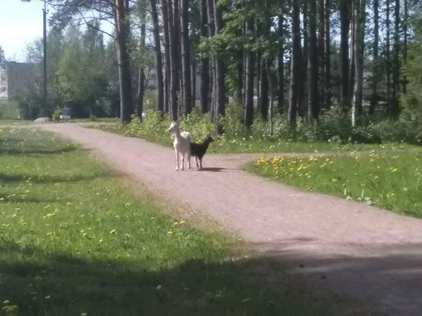 Kaks Ülejõe staadioni juures uitanud kitse.