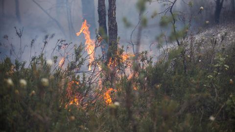 Ida-Virumaal põleb viis hektarit maastikku