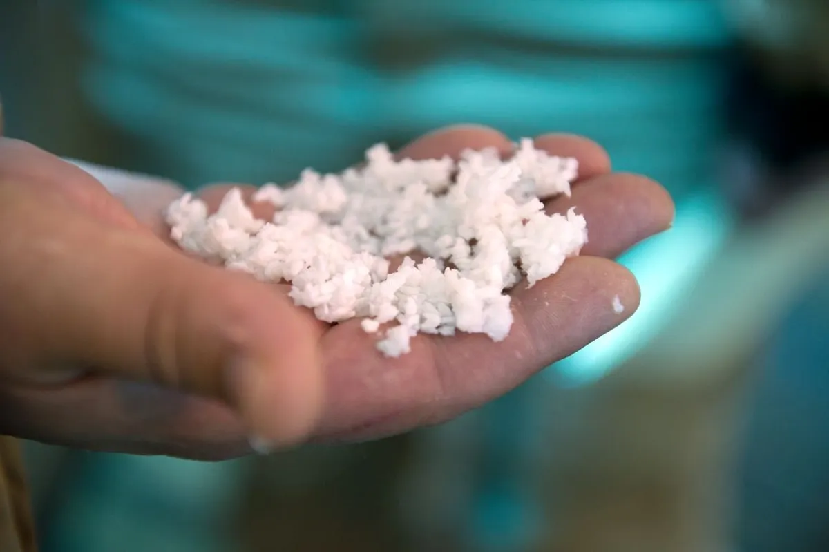 Nitrocellulose in its initial stage of processing on the palm of a worker at a U.S. ammunition factory in 2013.