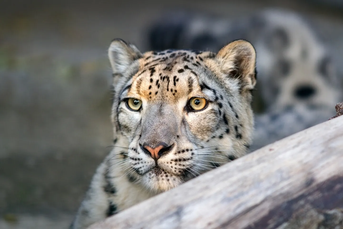 Lumeleopard.