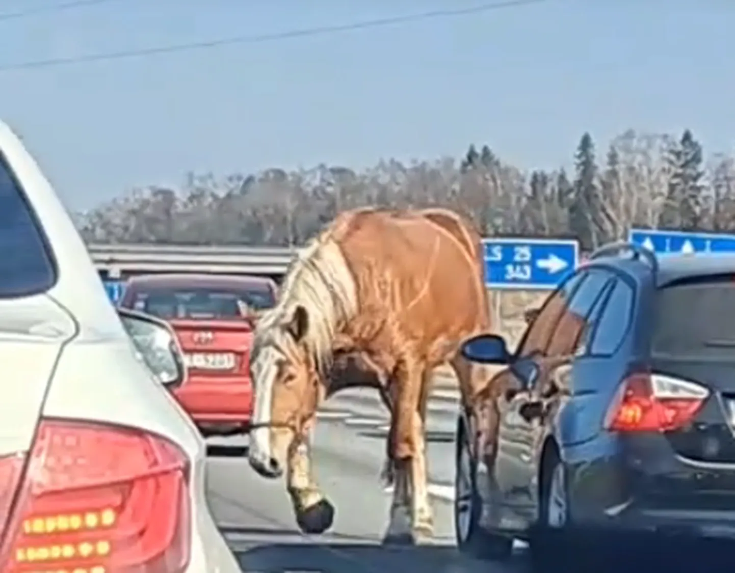 Raksta foto