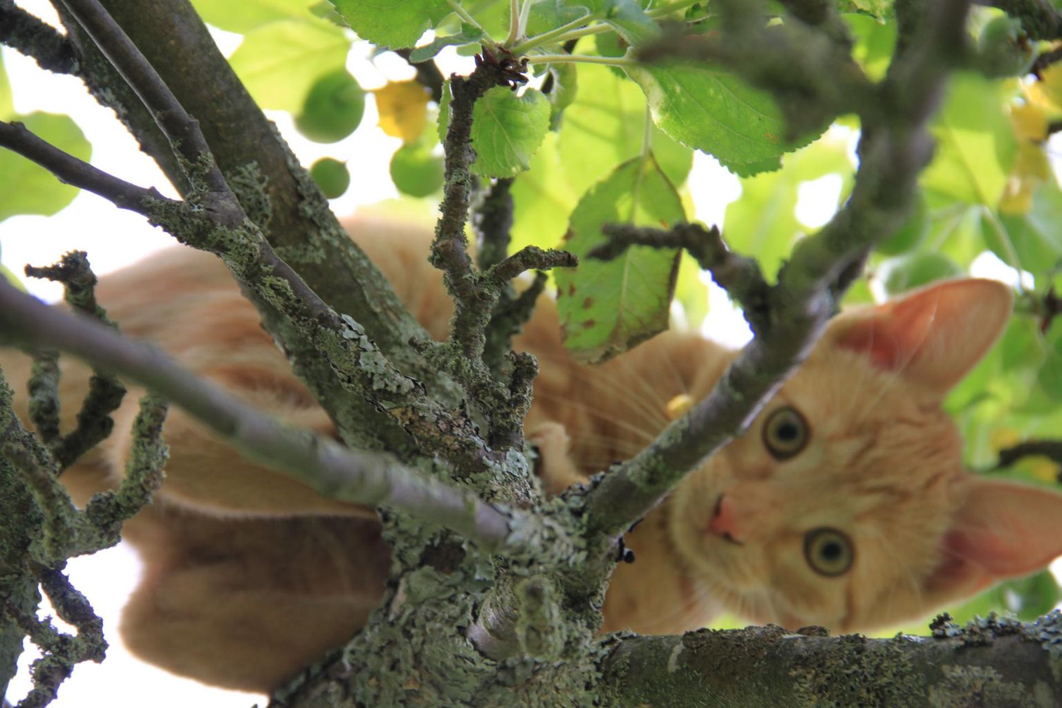 Kass ootas puu otsas, et ta alla aidataks. Pilt on illustratiivne.