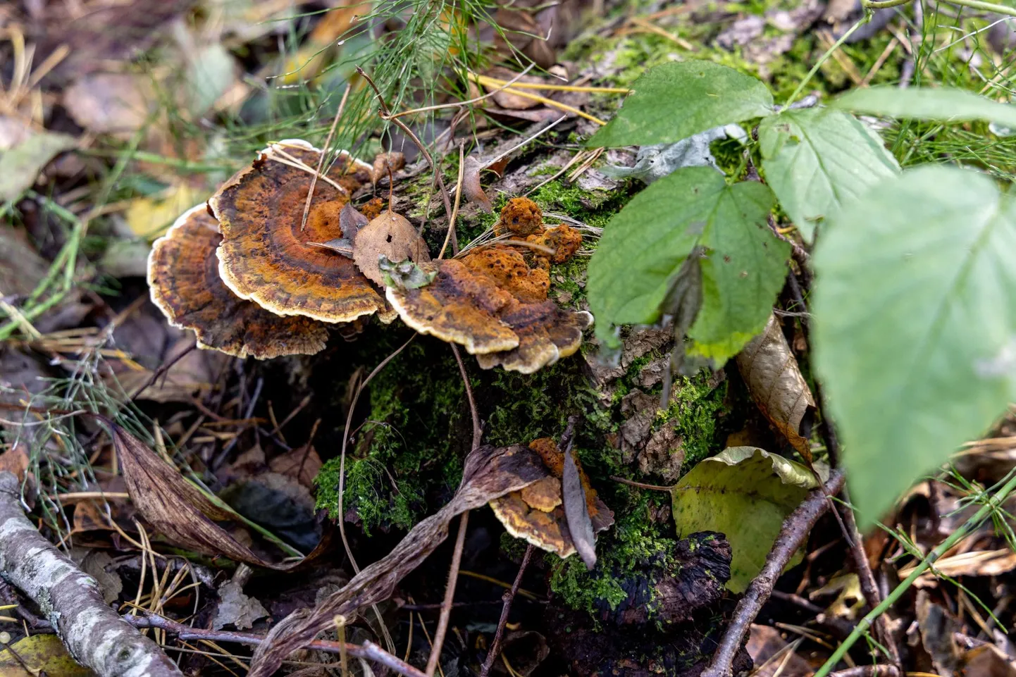 Järgnevatel päevadel on temperatuur 10 kraadi piires.