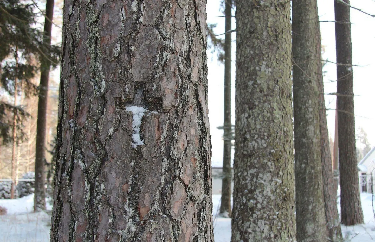 Ristipuu Põlva vallas Rosmal.