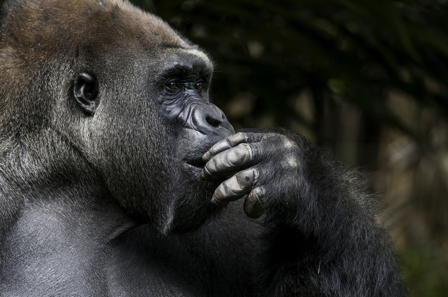 "Tehisintellekti valdkonnas kummitab nn gorillaprobleem."