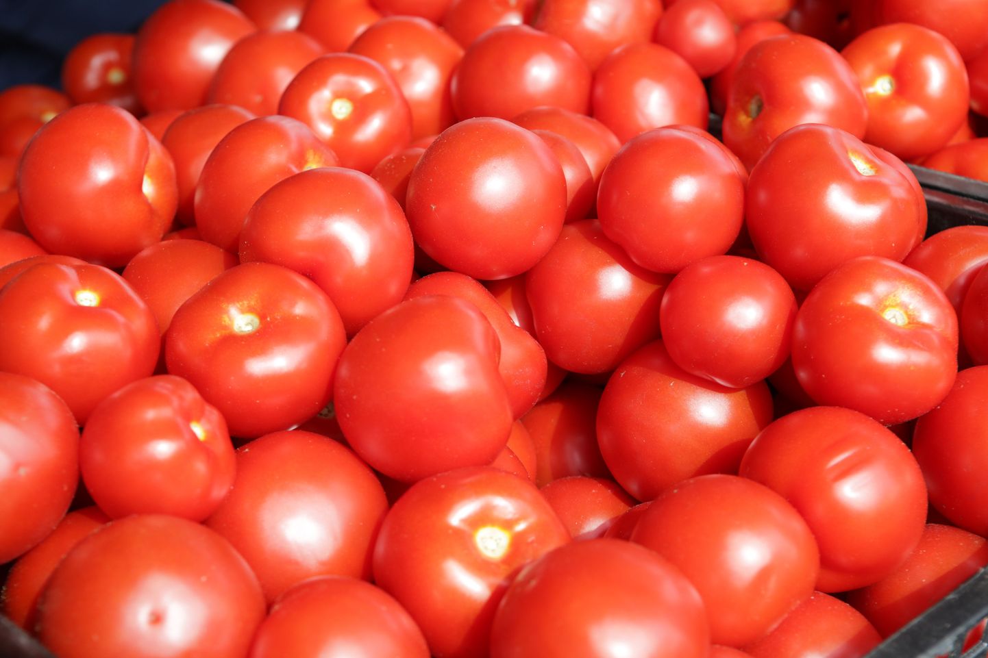 Doktoritöö käigus uuritud tomatitest oli viiendik nakatunud.