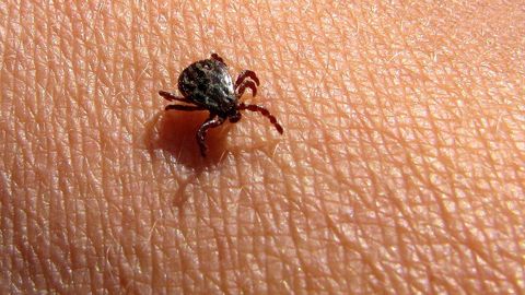 Puuk ei pea olema isegi eelnevalt söönud loomaverd, et põhjustada inimesel immuunreaktsiooni, mis tekitab ravimatu allergia punase liha vastu. Puuk ei pea olema isegi eelnevalt söönud loomaverd, et põhjustada inimesel immuunreaktsiooni, mis tekitab ravimatu allergia punase liha vastu.