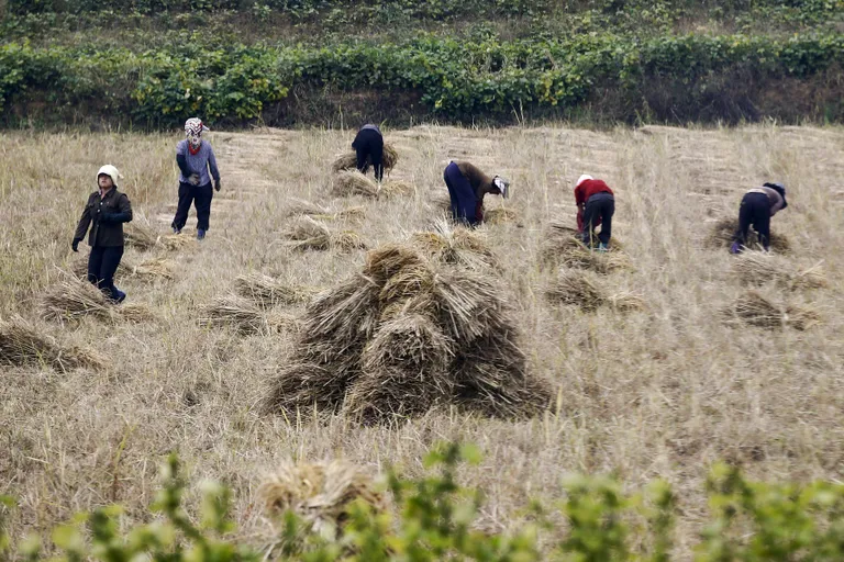 Põhja-Korea töölised. Foto: DAMIR SAGOLJ/REUTERS/Scanpix