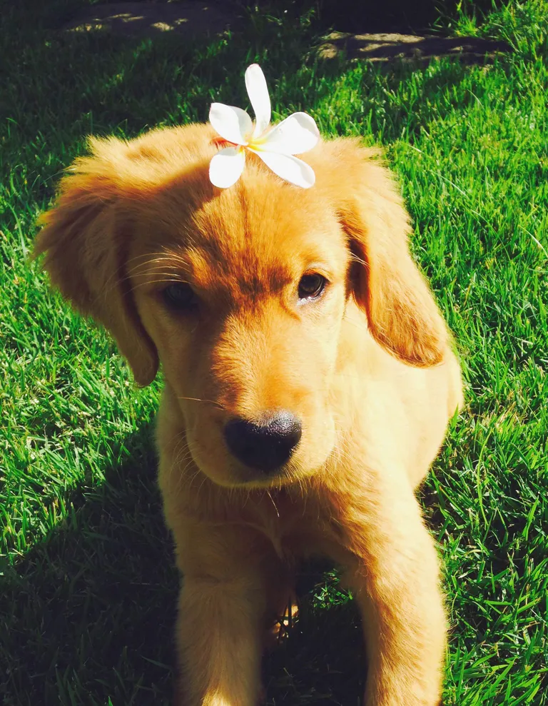 Lily. Foto: Lilyshawaiianbucklist/Caters News Agency/Scanpix