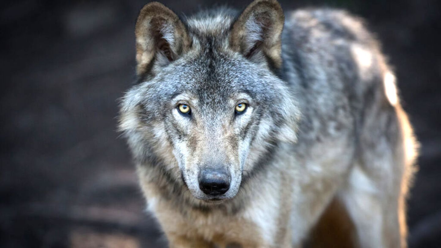 Считается, что в общем волки боятся человека, но, видно, в районе Вяйке-Пунгерья обитают куда более смелые особи.