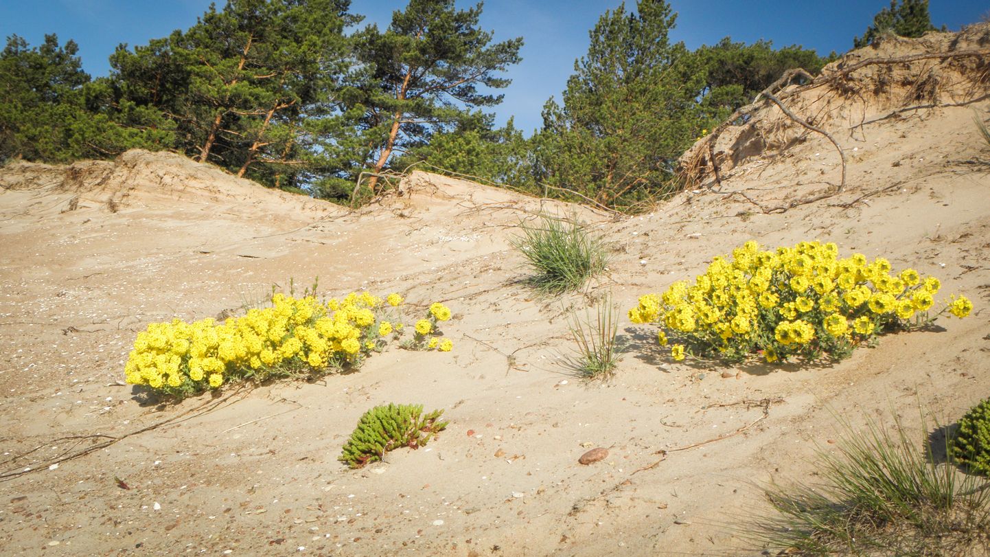 Fotol ristõieliste sugukonda kuuluv haruldane rannaniitude-luidete valguslembene taim Saaremaal - kilbirohi (Alyssum) e täpsemalt  Gemeli kilbirohi (Alyssum montanum).