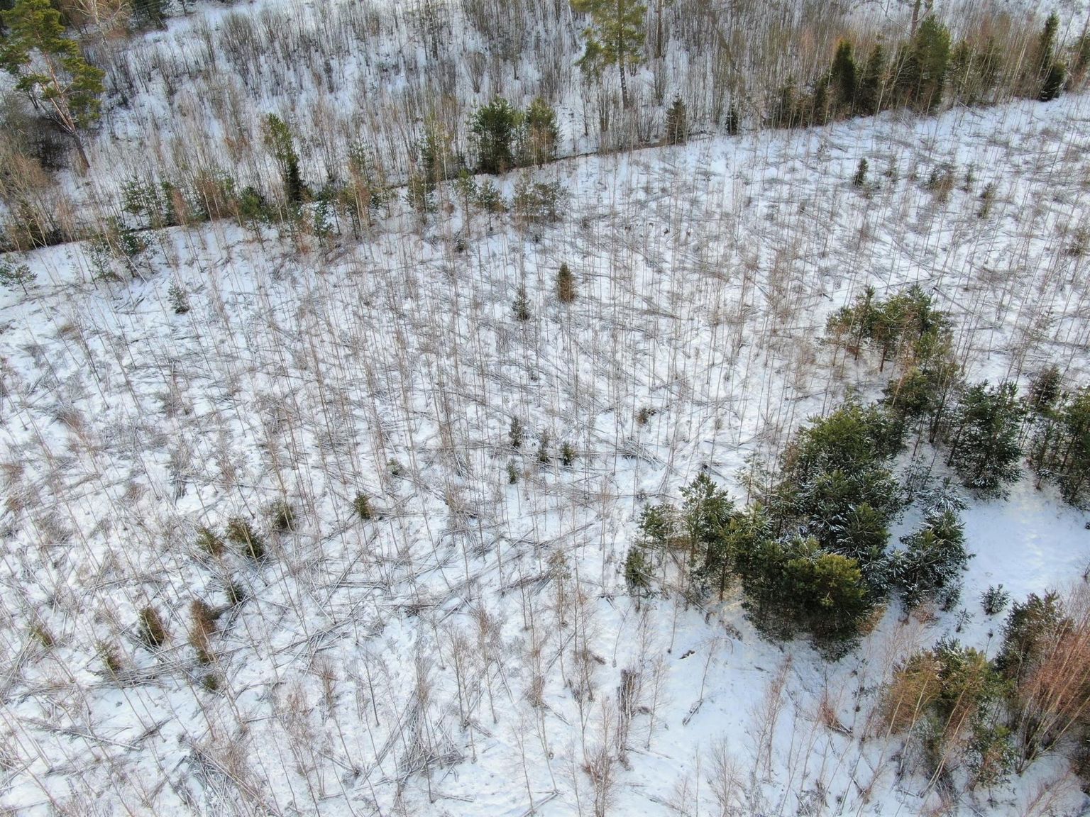 Droonifotol on näha erinevatest puudest koosnev raiest puutumata jäetud eelmise metsapõlve looduslik okaspuudegrupp. Nendel puudel on võimalik edaspidi kujuneda seemne- ja säilikpuudegrupiks, mänd saaks seal püsida mitu metsapõlve.