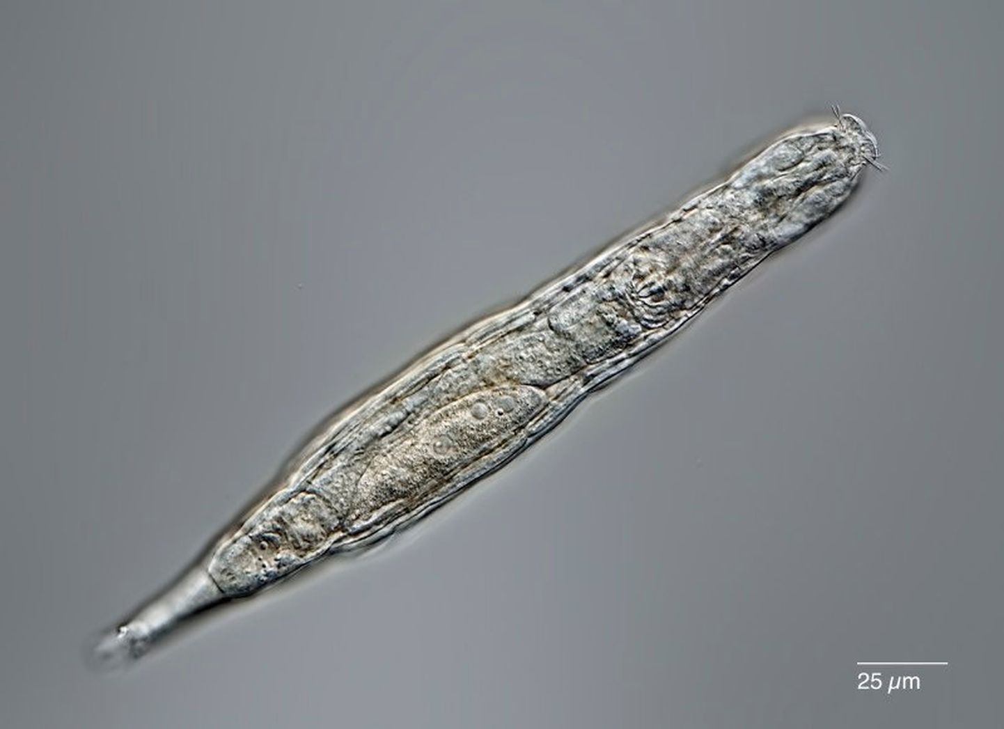Mikroskoopiline 24 000 aastat Siberis jääs olnud keriloom ärkas taas elule ja kloonis end edukalt.