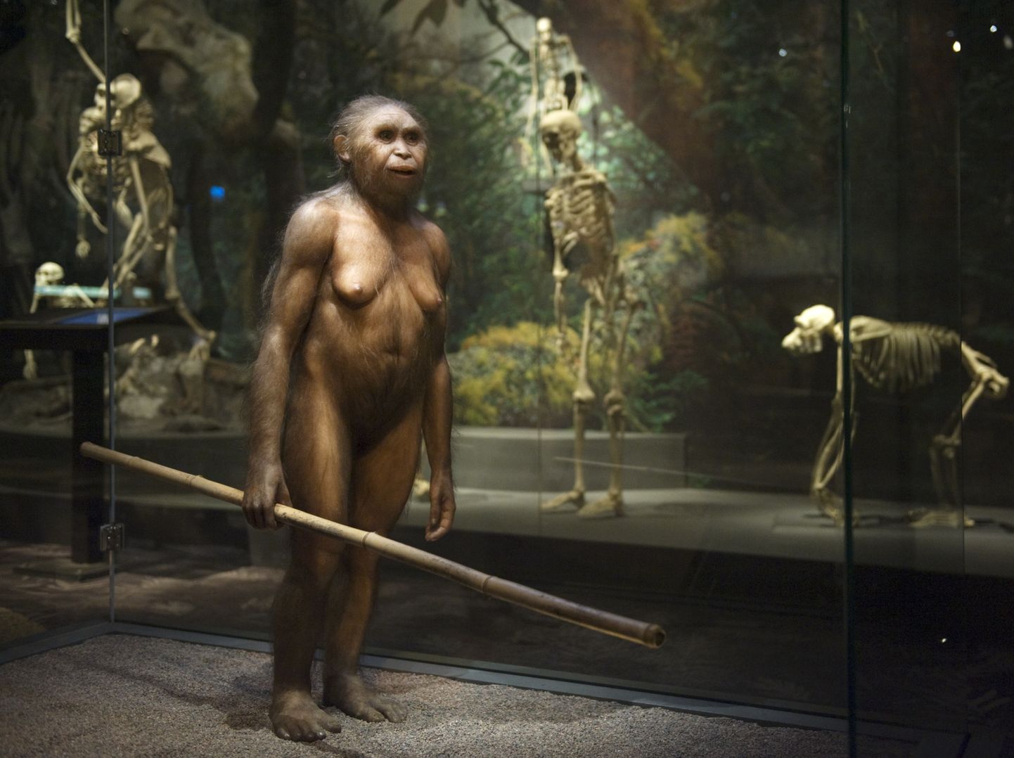 STOCKHOLM 20090902
Homo Floresiensis var bara en meter h