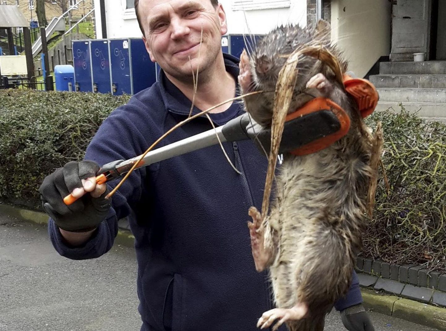 Londonis leiti väidetavalt hiiglaslik rott