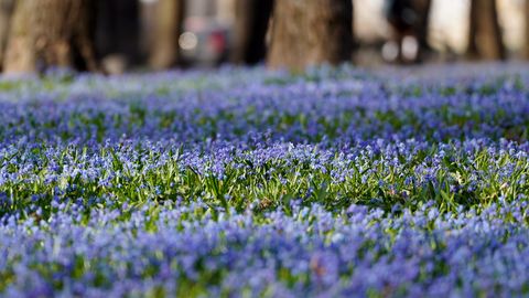 В среду в Латвии снова ожидается солнечная погода