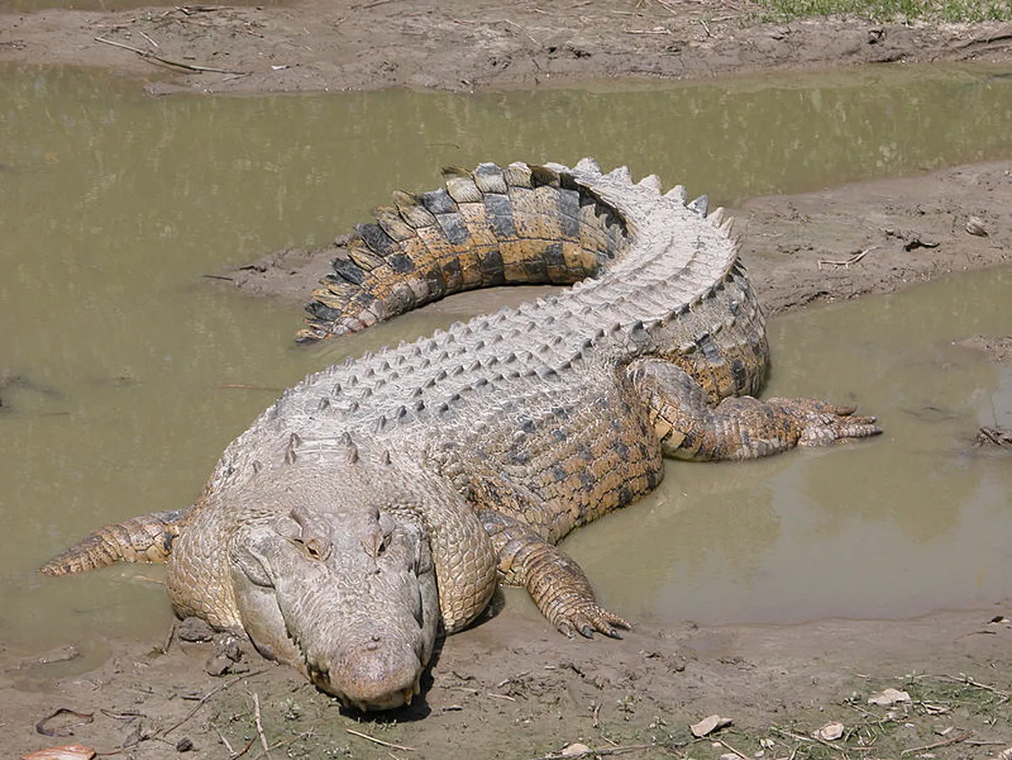 Sālsūdens krokodils (crocodylus porosus).