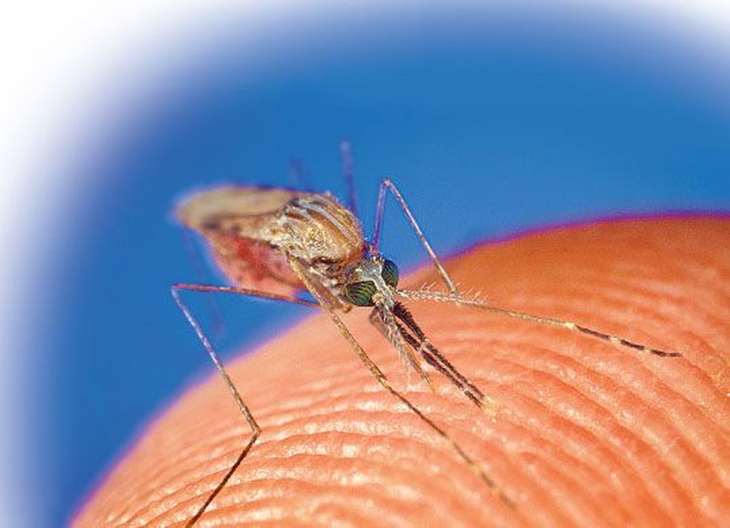Зика - это вирус, переносимый комарами.