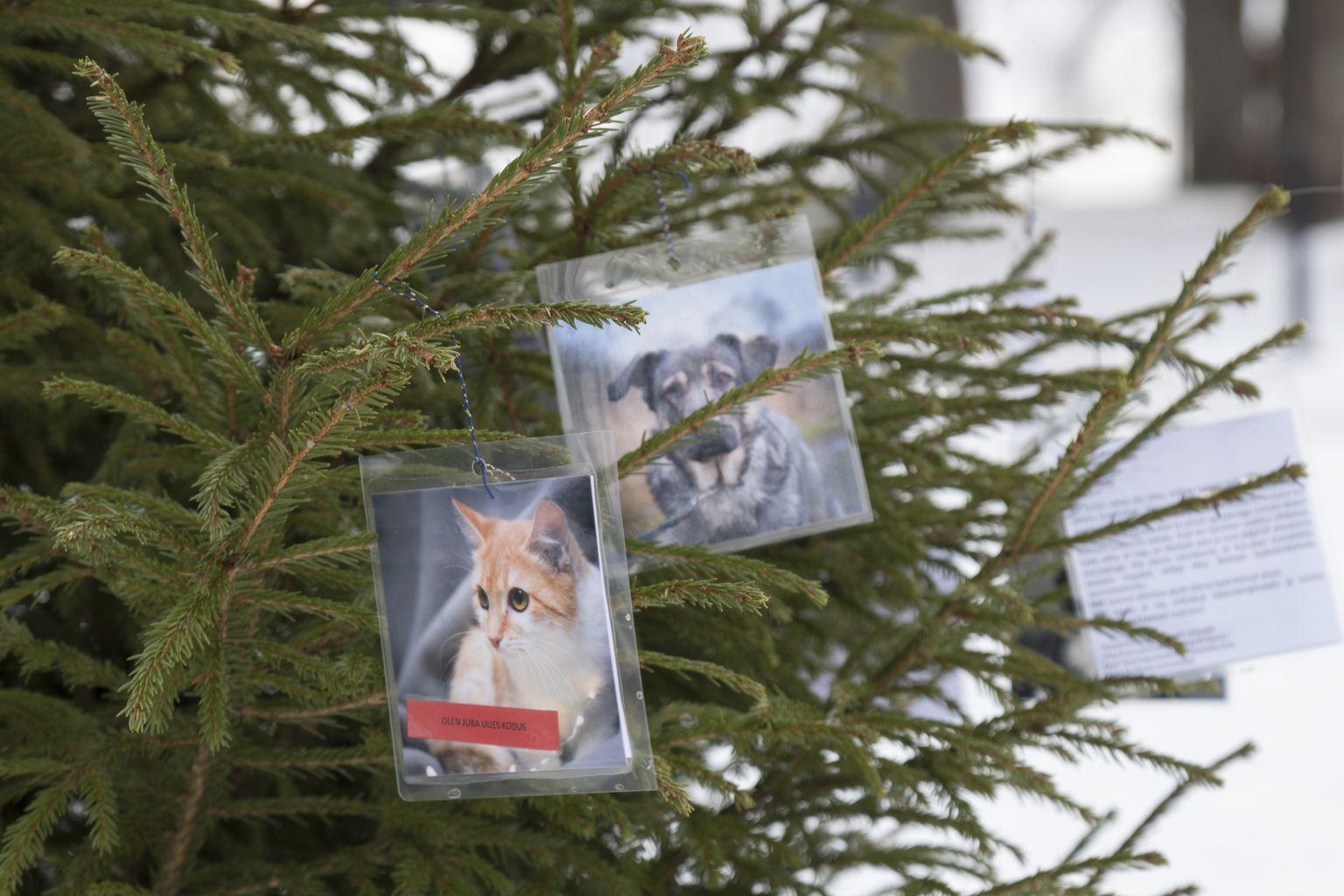 Osa kasse ja koeri, kelle pildid said esimesel advendil Viljandi loomade jõulupuu külge, on detsembris endale juba uue kodu leidnud.