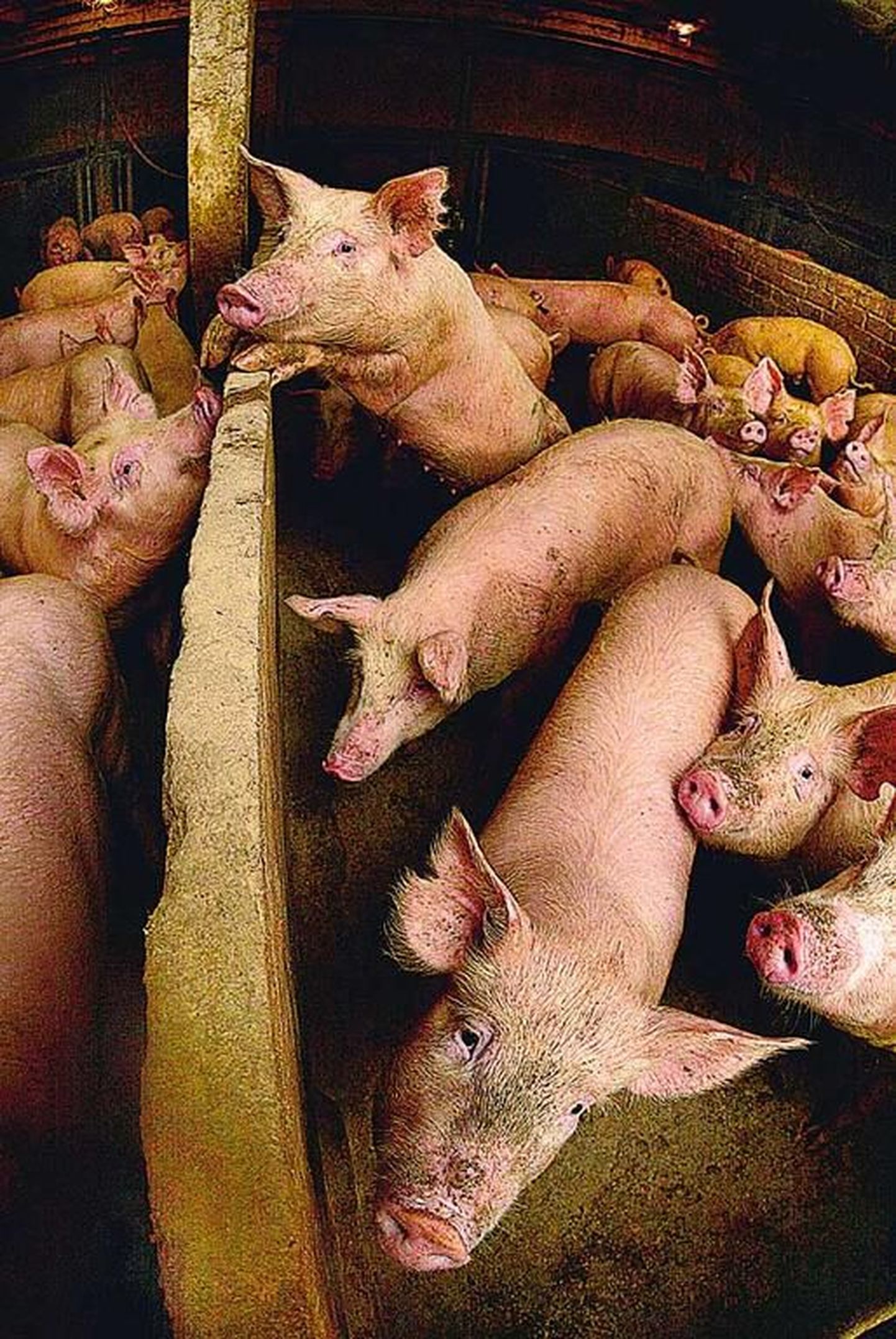Lihatööstuste survel eelistavad farmerid kasvatada pekivaeseid sigu, kelle liha ei kõlba kõikidesse vorstisortidesse