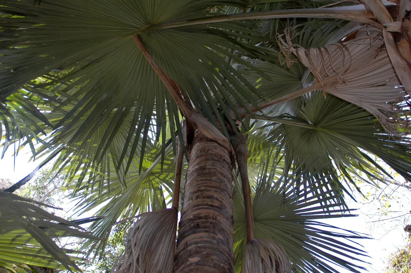 Maltal on palme nagu meil kuuski.