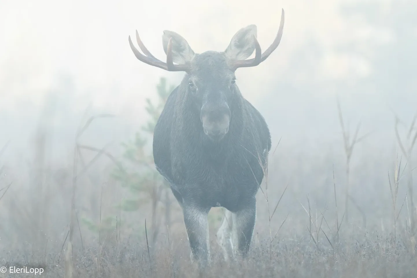 Viimastel aastatel metsas on siinkirjutaja näinud põtru väga harva, kümme aastat tagasi metsaringi tehes silmasin neid ikka, mitte just iga kord, aga sageli. Nüüd on hea, kui kord poole aasta jooksul ühe põdra ära näeb.