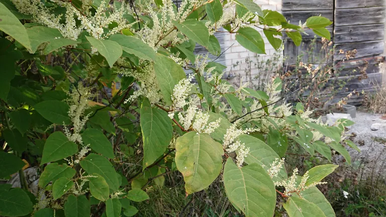 Pargitatar