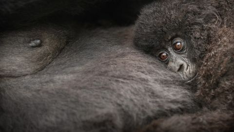 Orangutanid ehitavad pesi, kus on nii padjad kui tekid