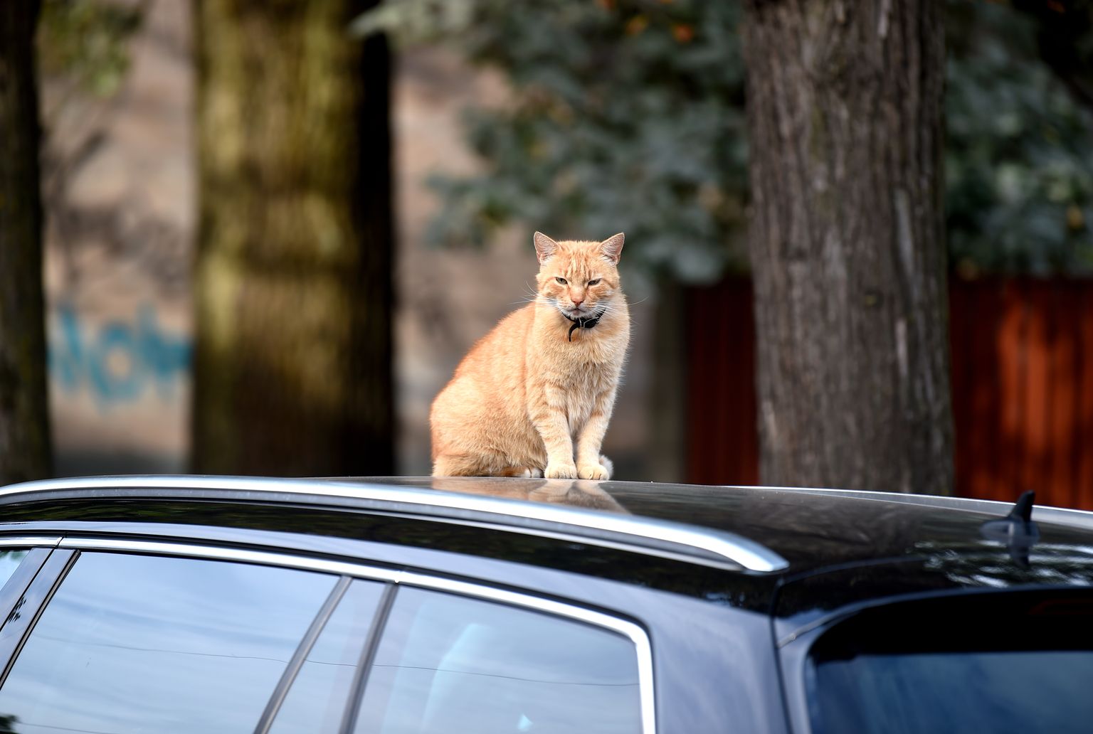 Kaķis uz mašīnas jumta.