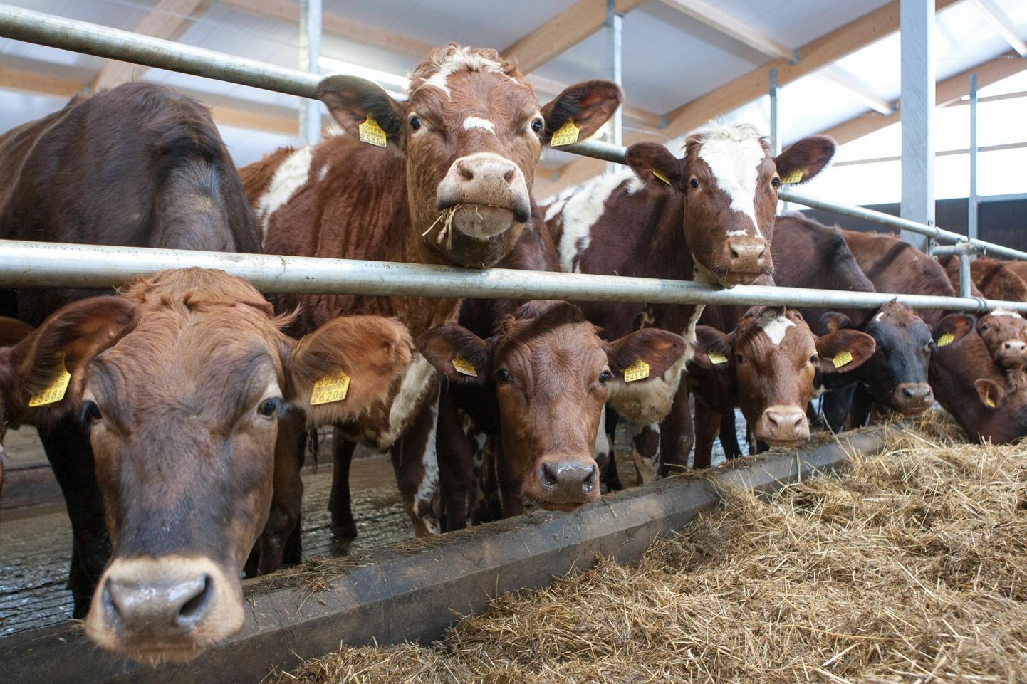 В коровниках Kõpu PM содержится около 650 коров, столько же молодняка и около 2000 га посевов и зеленых кормов.