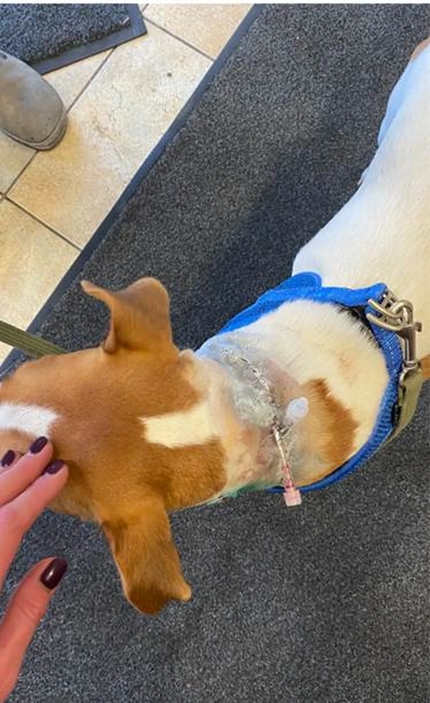 Teise koera rünnaku alla langenud Jack Russelli terjer