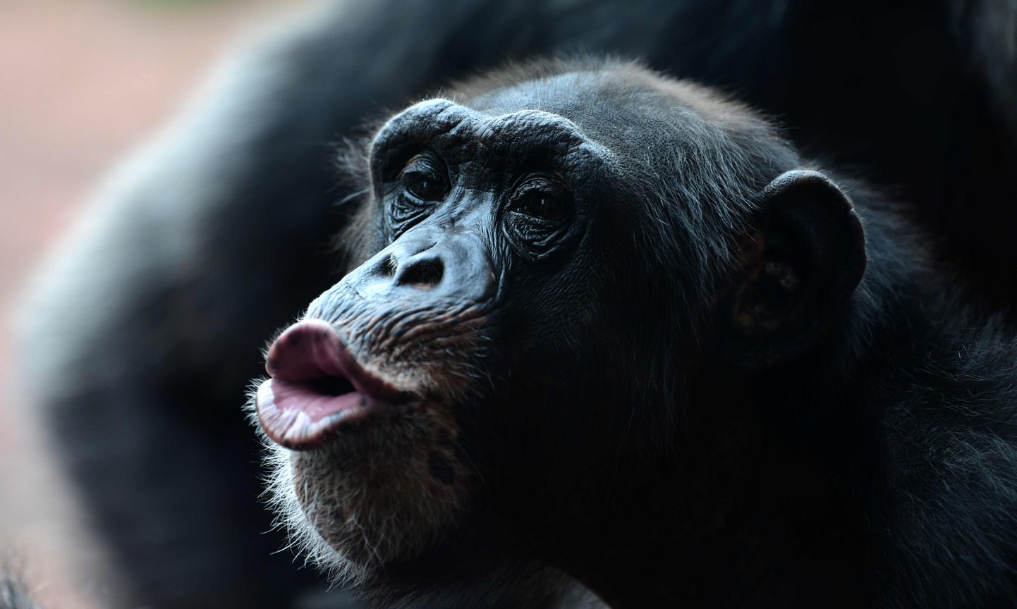Шимпанзе. Иллюстративное фото