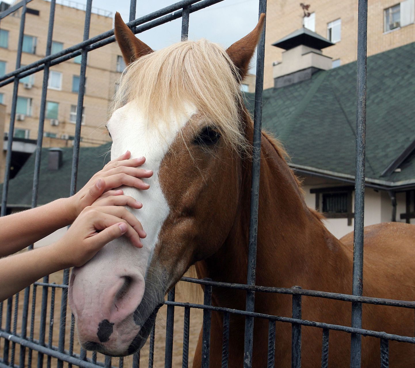Hobuseid võib pidada ka koduloomana.