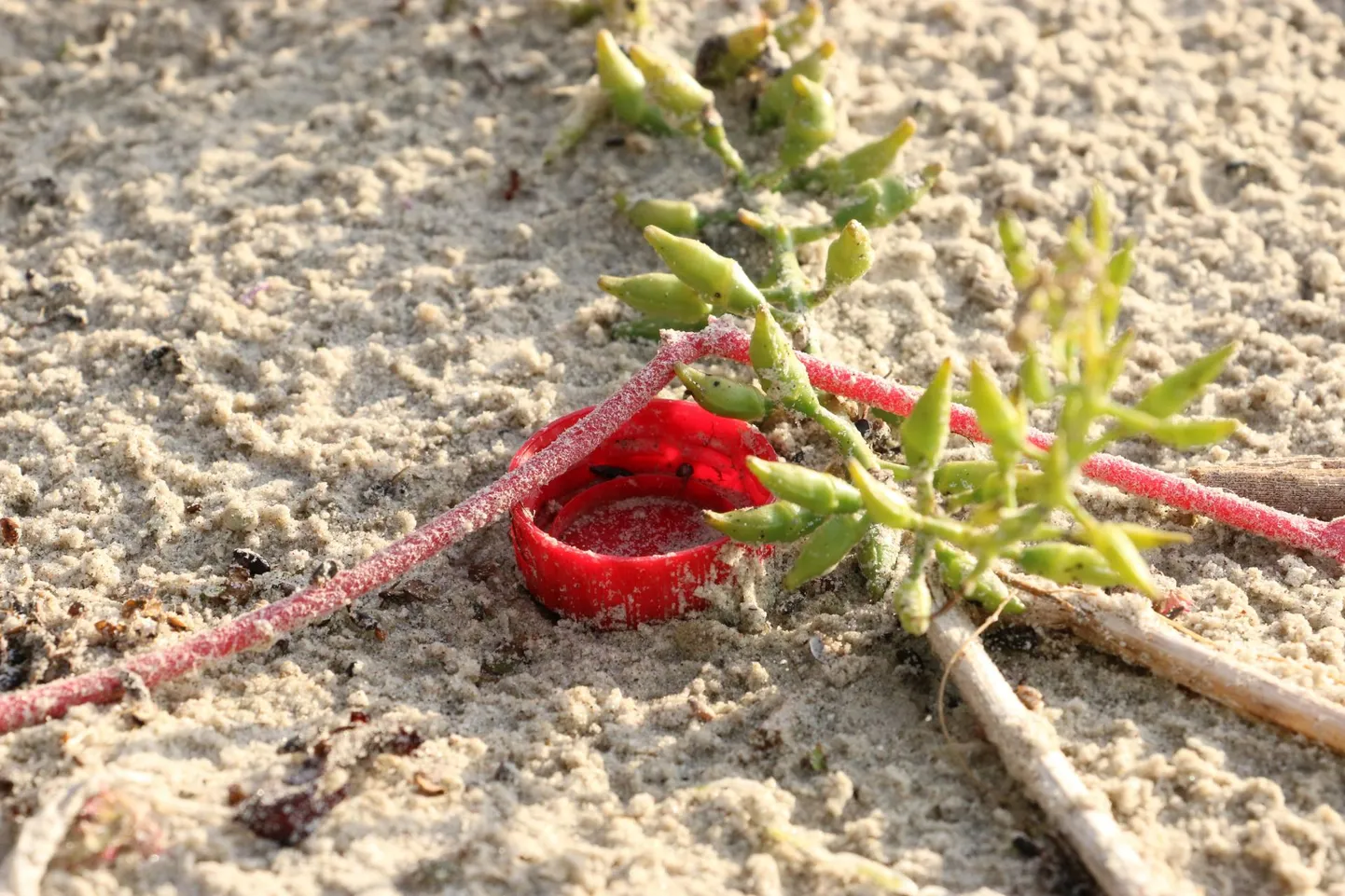 Maailmakoristus keskendub tänavu väikeprügile. Nii juhitakse tähelepanu suitsukonidele, pudelikorkidele ja väikeplastile.