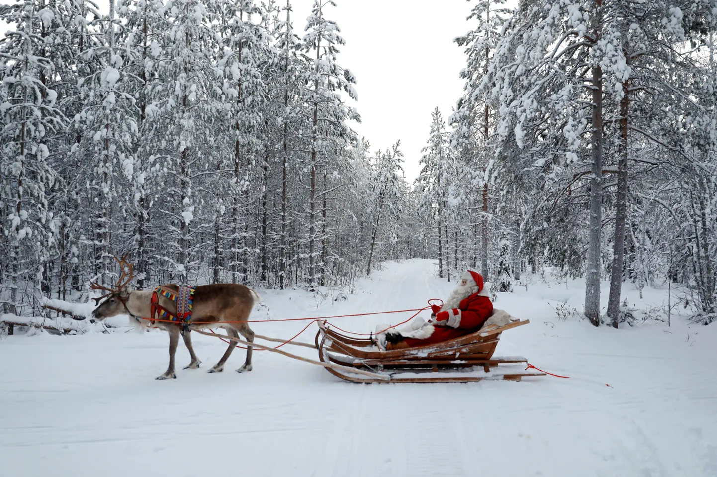Jõuluvana sõidab oma saaniga, valmistudes jõuludeks Arktika ringis Rovaniemi lähedal Soomes.