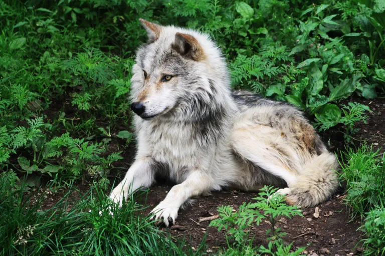 Не надо обманываться его безобидным видом... Европейский серый волк