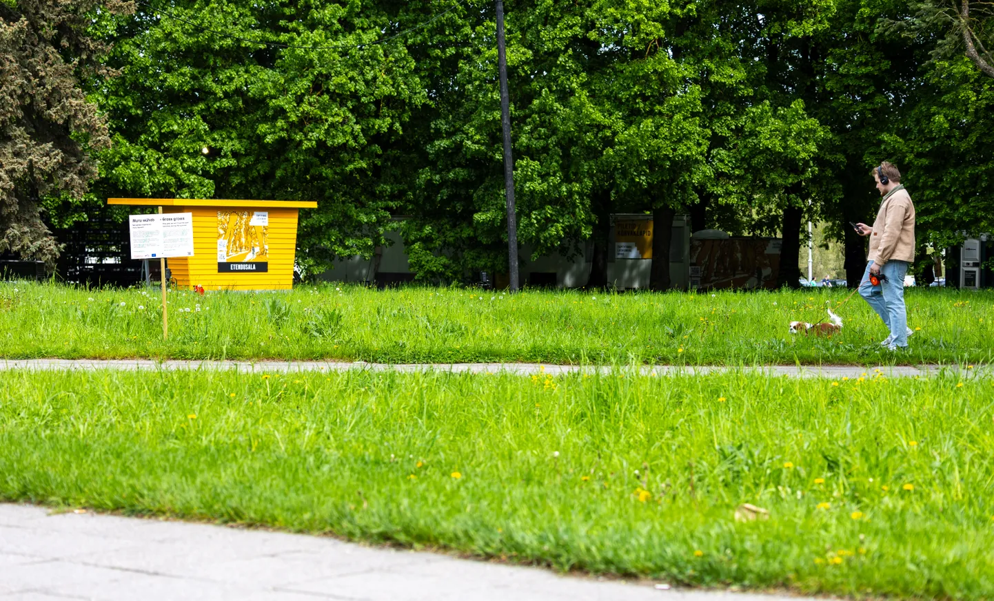 Keskpargis on nii elurikkuse mururiba kui ka tavaline pargiala, mida niidetakse tihedamini. Kuid sajune kevad on hooldustöid takistanud.
