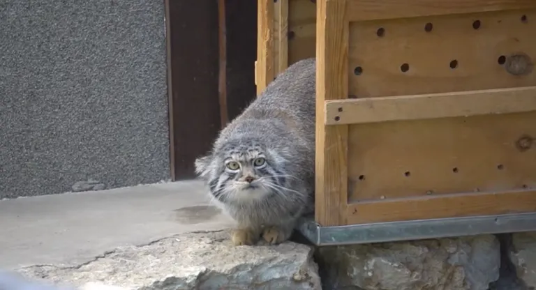 Manul Aiolos