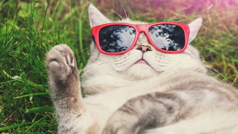 Jūlija vidus Latvijā bijis siltāks un mitrāks nekā ierasts