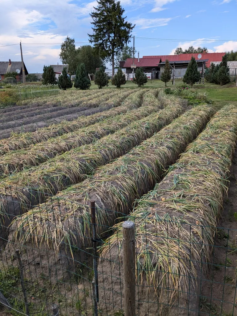 Nii suurt sibulapõldu kohtab Piirissaarel nüüd harva. Enamik kasvatab sibulat vaid enda tarbeks.