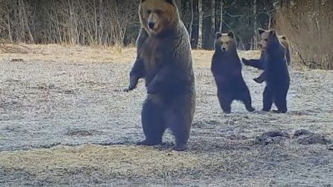 Видео ⟩ Инцидент в Харьюмаа: неожиданный гость вынудил семью медведей встать на задние лапы