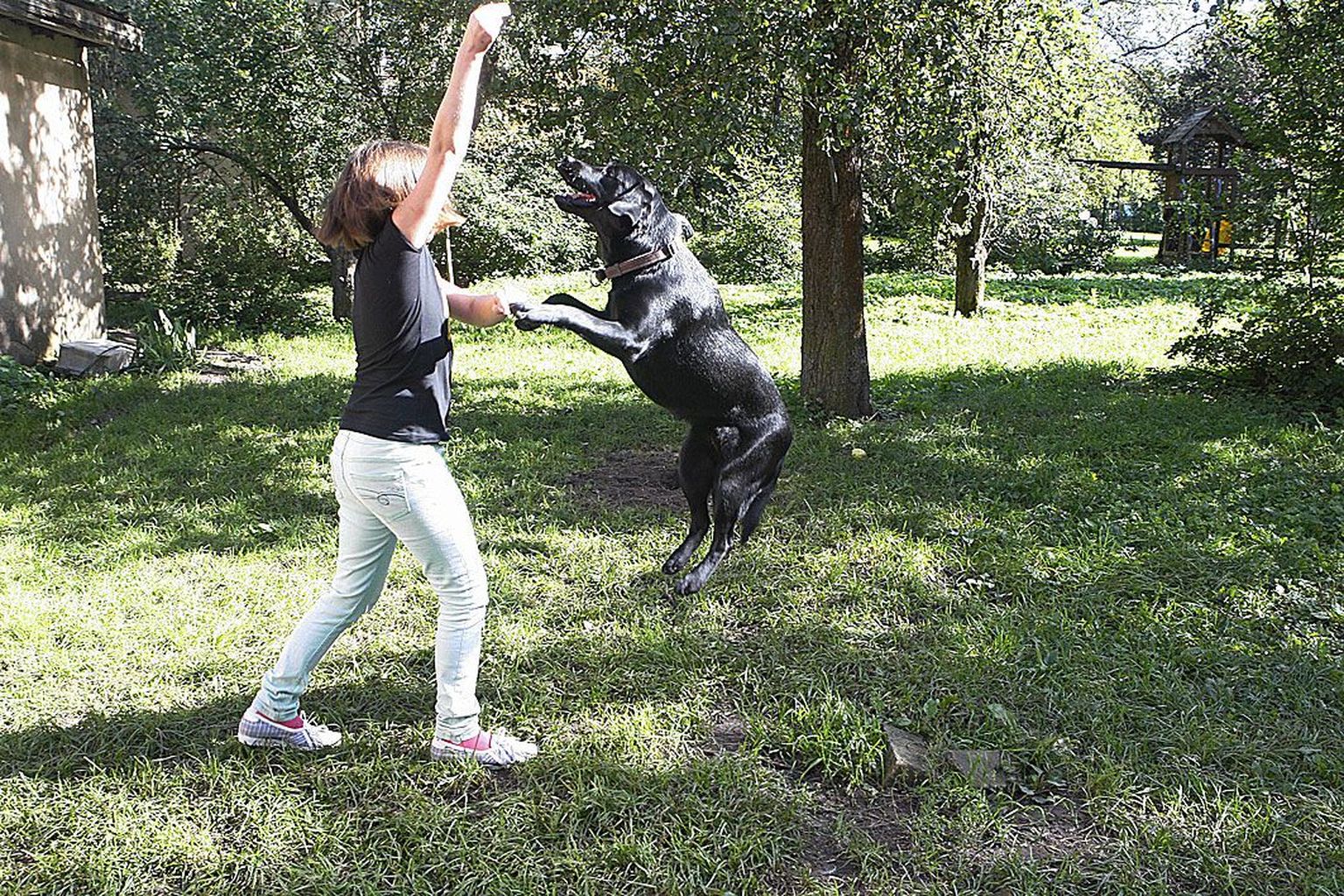Pimeda inimese juhtkoerahakatis, kümnekuune labradori retriiver Roosi on suvega suure koera mõõtu kasvanud.