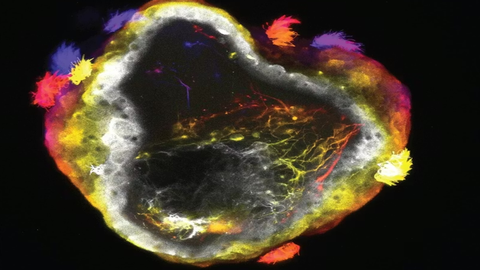 Scientists Create Living Robots with Functional Nervous Systems