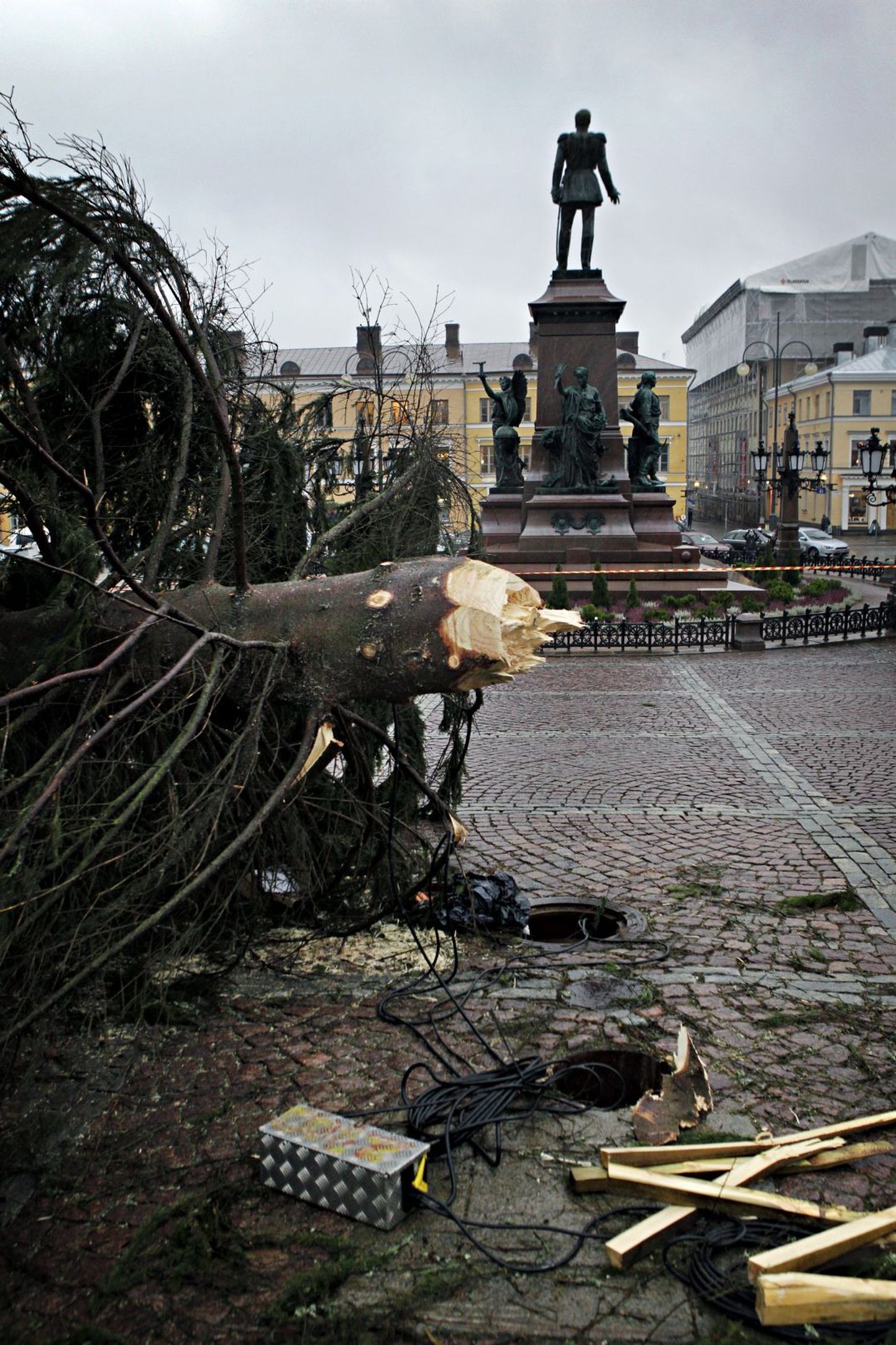 Helsingis murdus jõulukuusk.