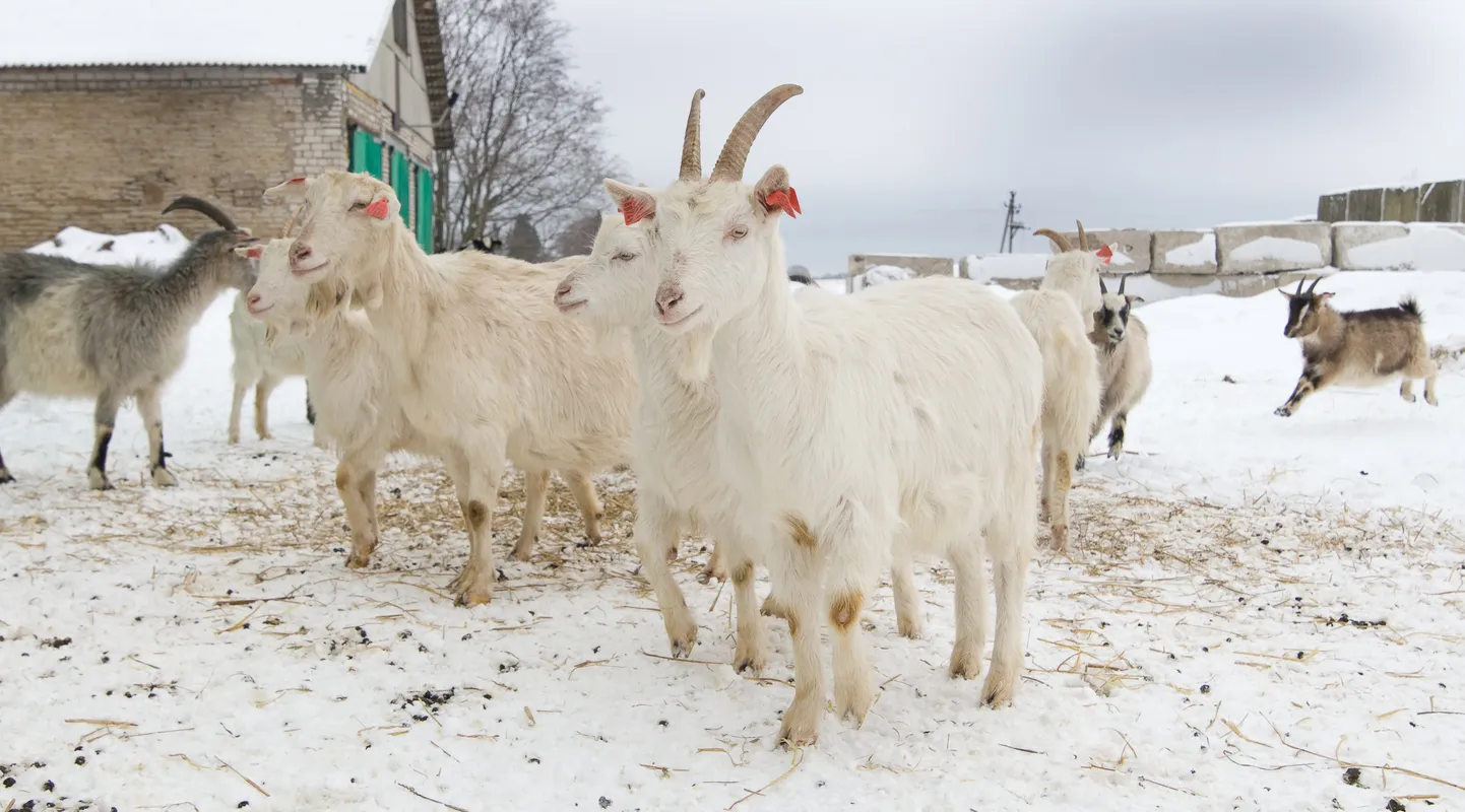 От ТОО "Konju Kitsefarm" осталось только название, коз Мартин Репинский продал еще раньше, чем ферму.