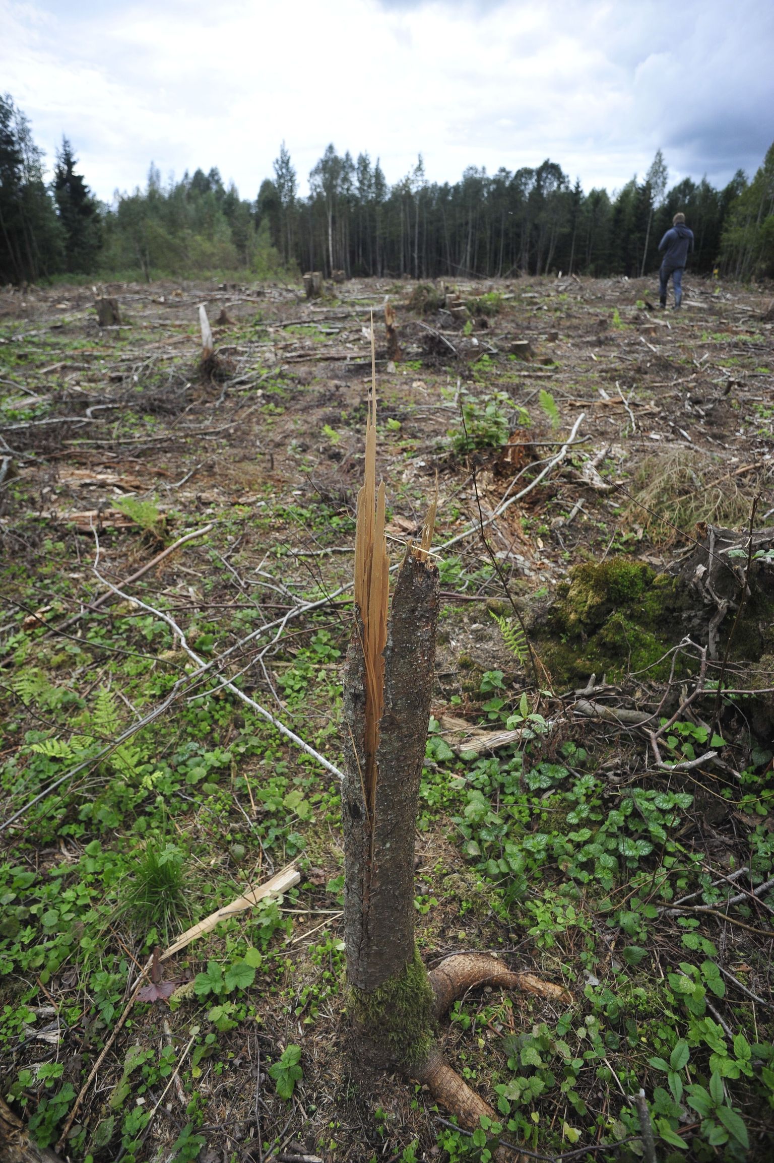 Priit Kask sai pistist selle eest, et sõlmis kasvava metsa raieõiguse võõrandamise lepingu SAR OÜga. Pilt on illustratiivne.